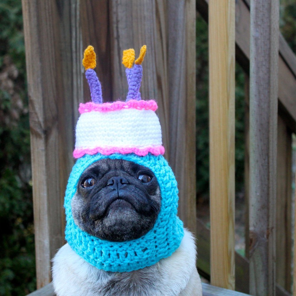 Мопс в колпаке