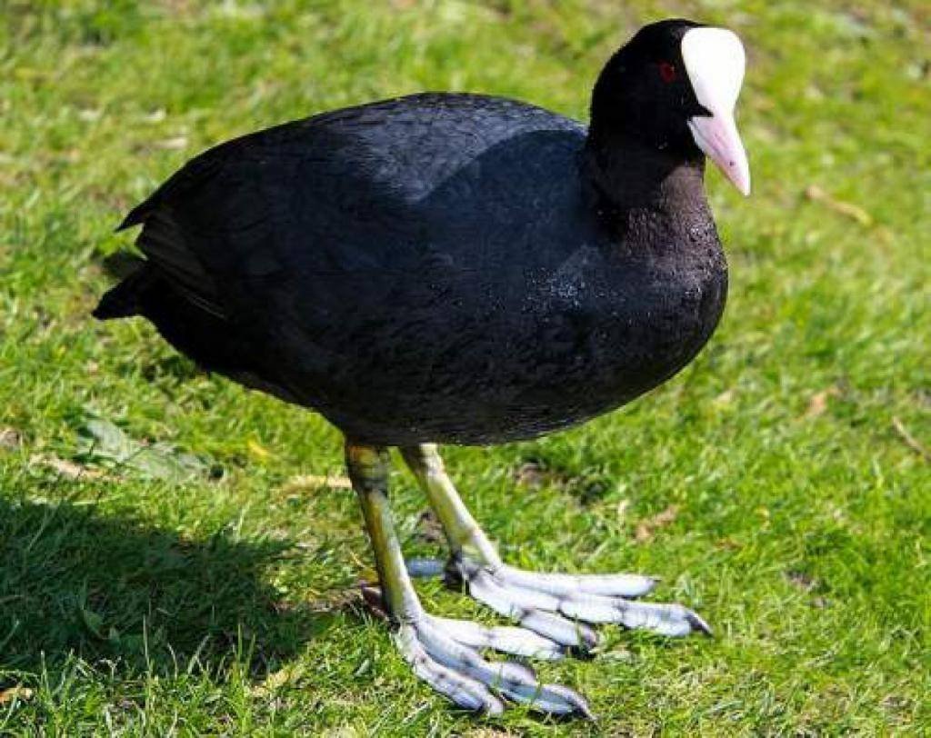 Гагара лысуха