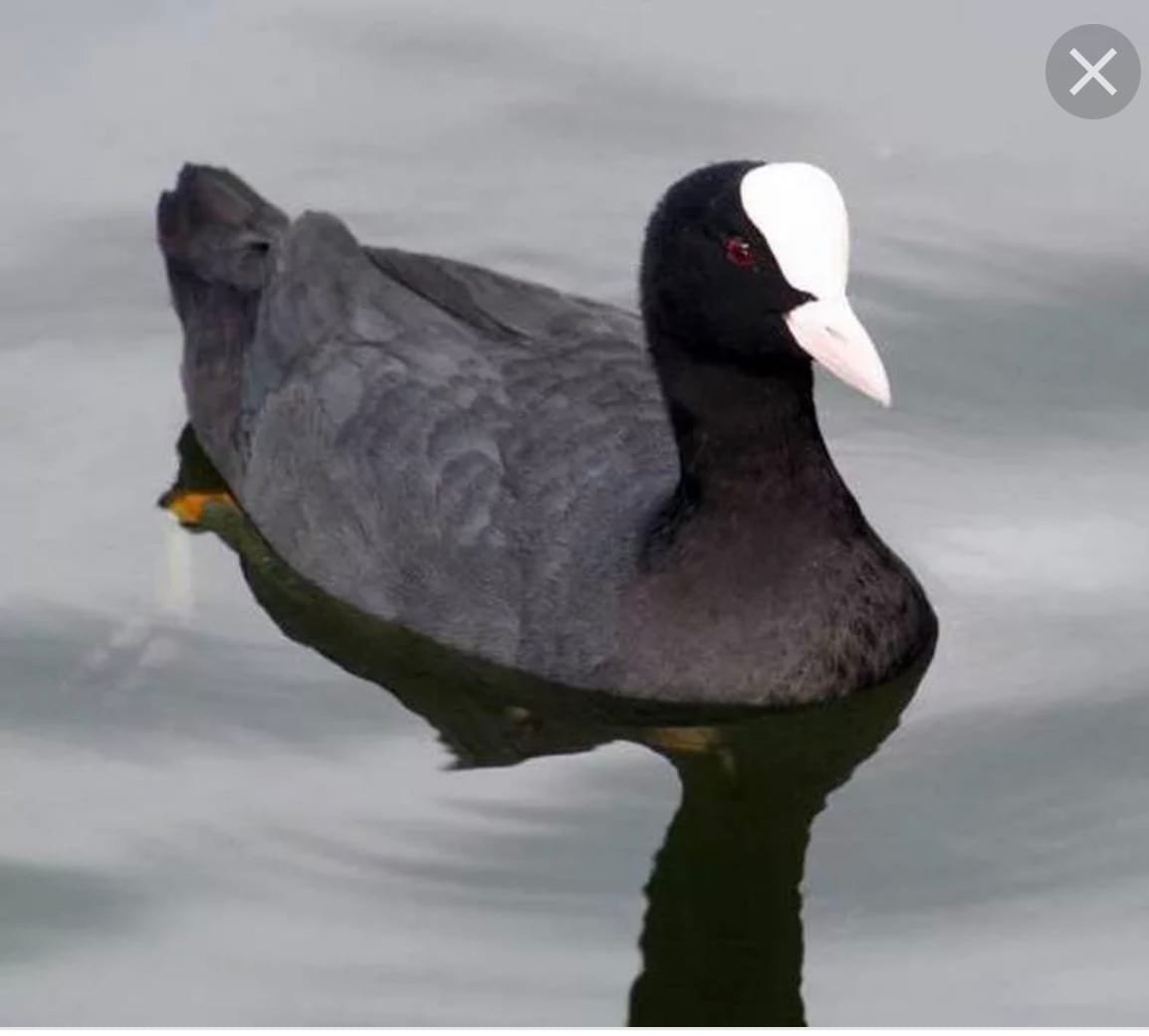 Утка нырок черная с белым клювом