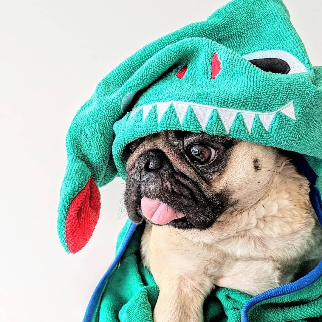 Мини мопсы милые