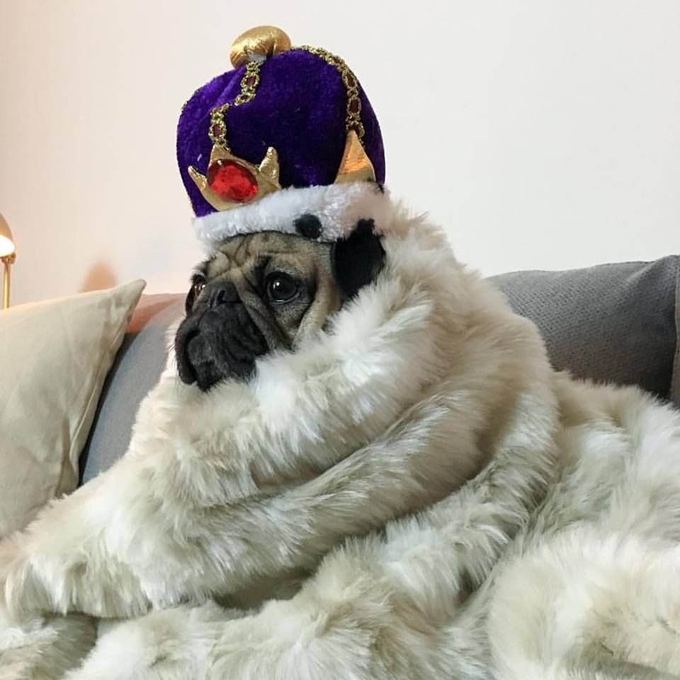 Императорский Мопс