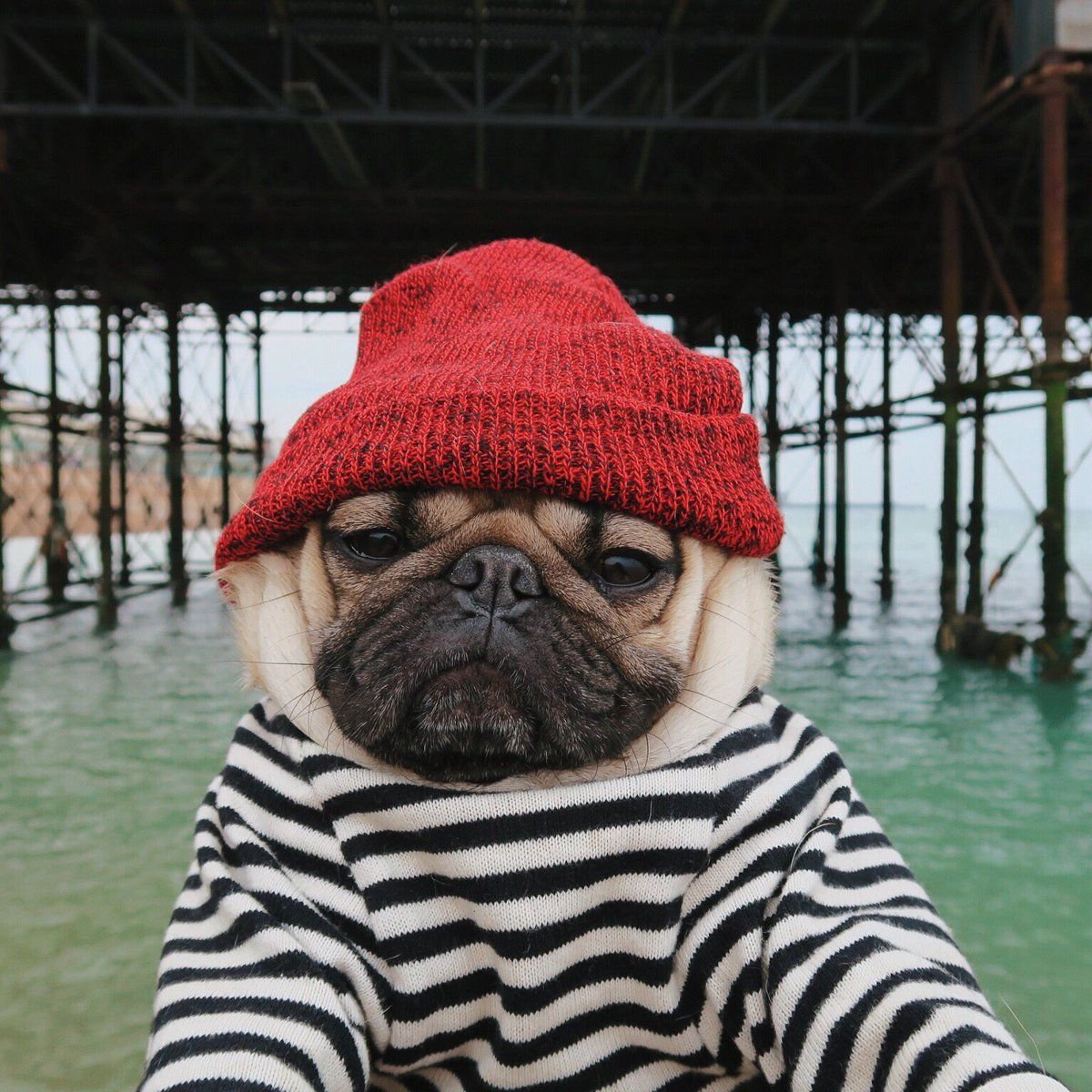 Мопс в шапочке