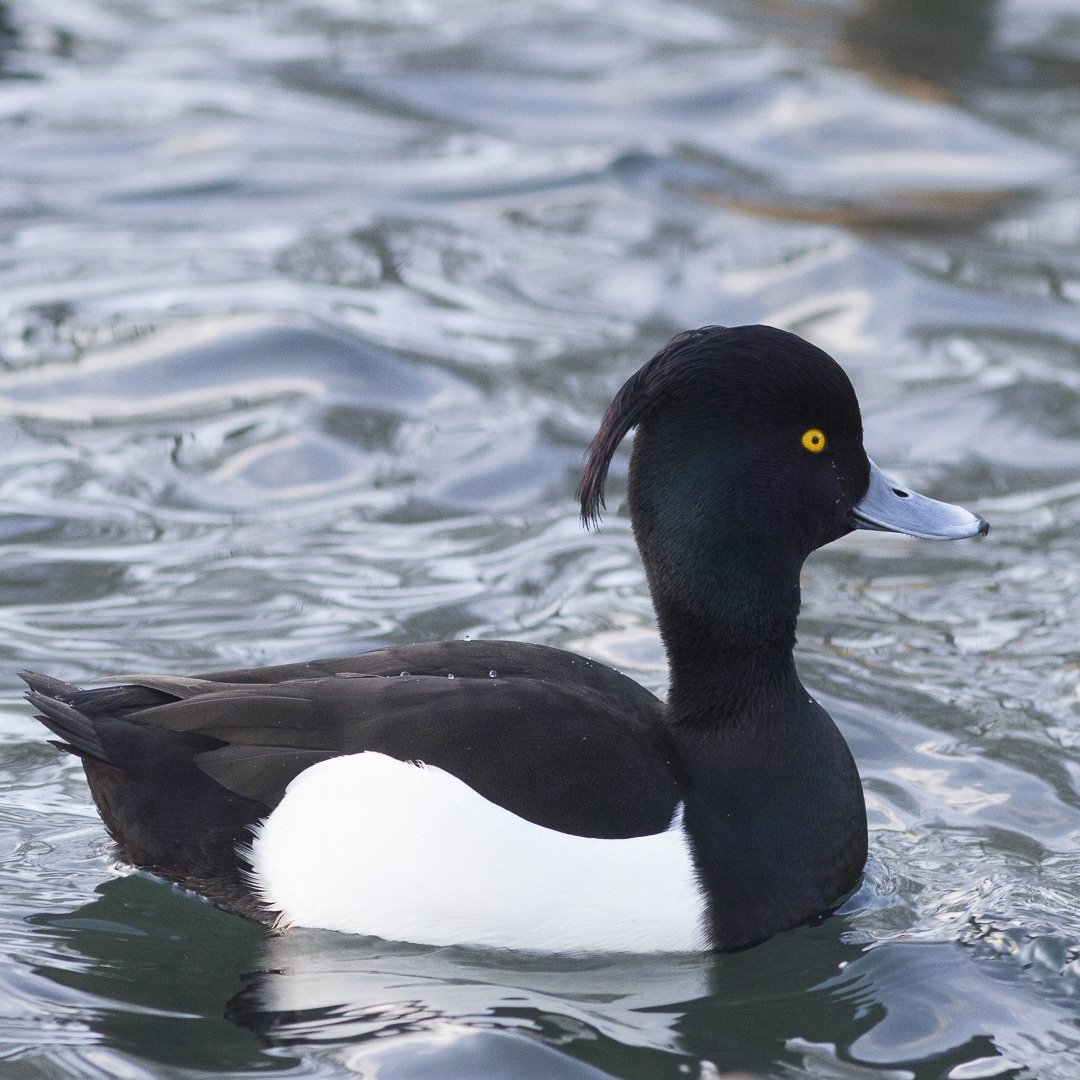 Чёрная кряква селезень