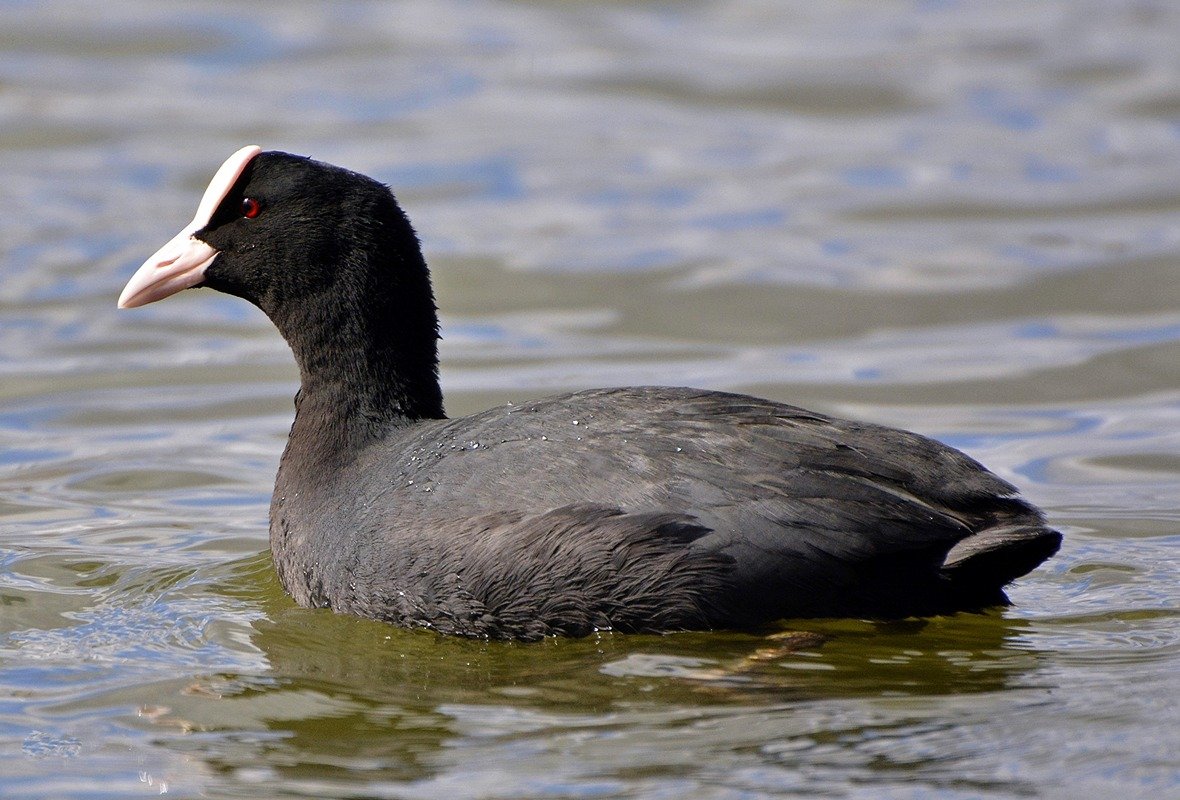 Лысуха (Fulica atra)