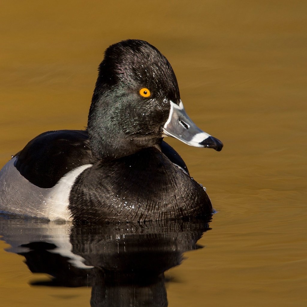 Селезень утки чернеть