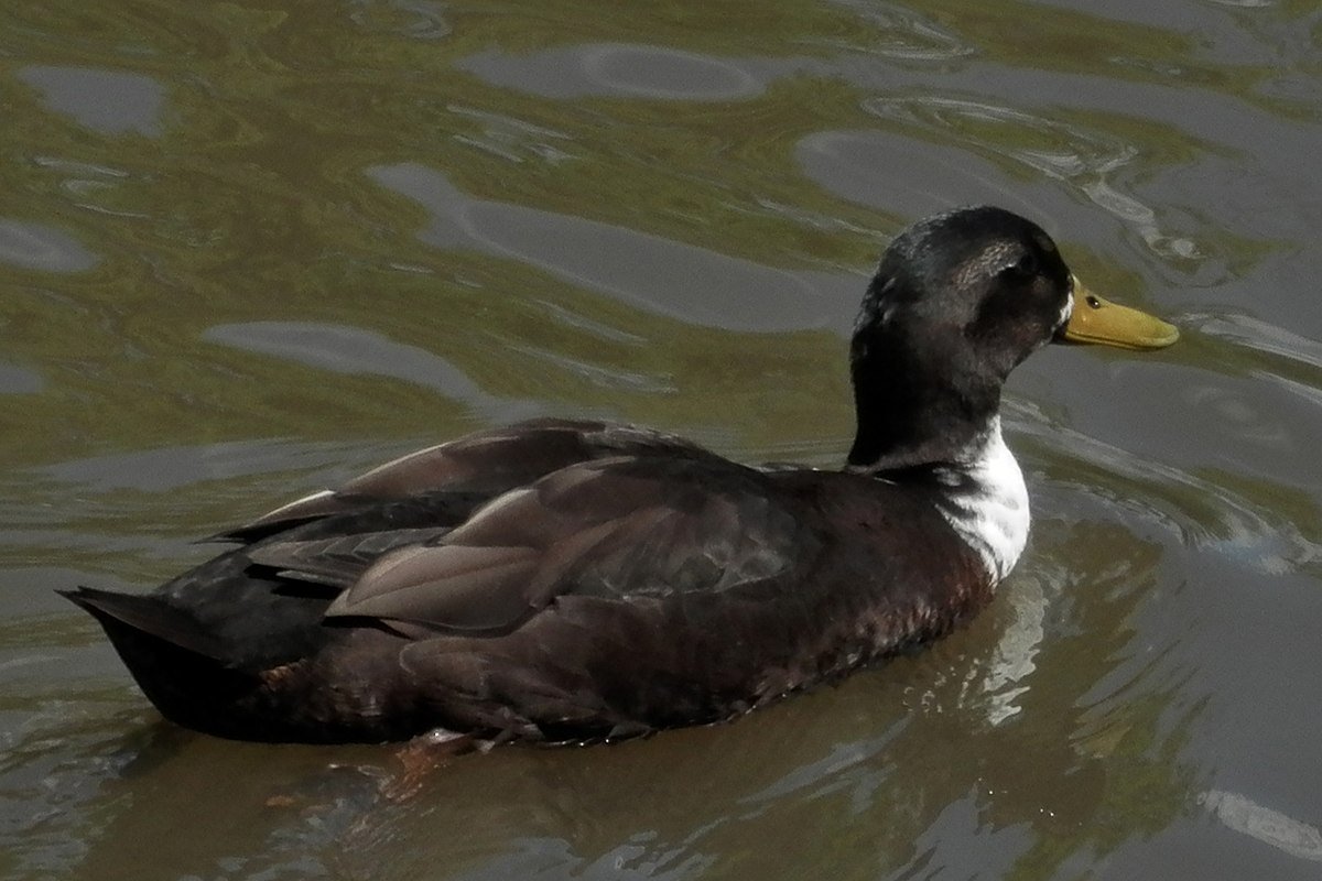 Anas platyrhynchos domesticus