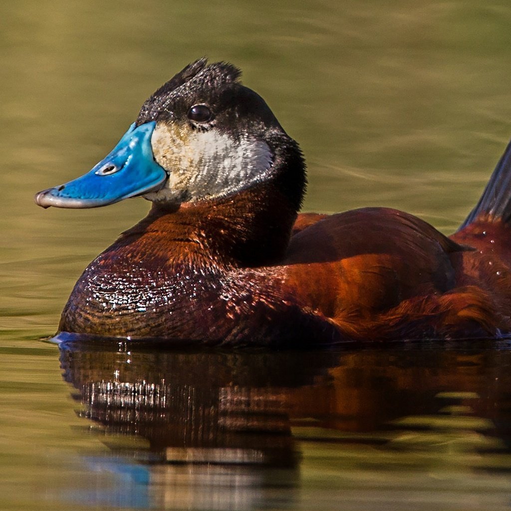 Кряква американская кряква