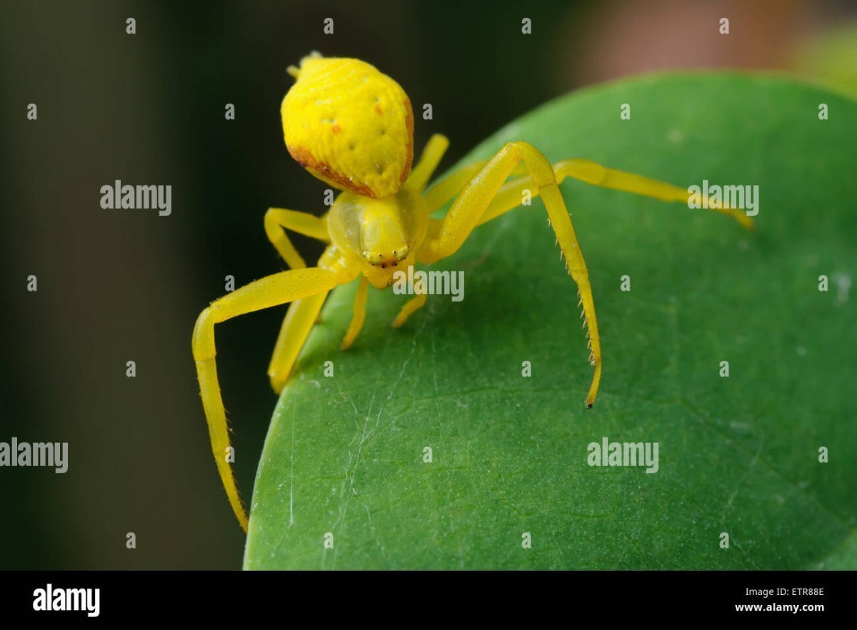 Маленькие желтые паучки на растениях