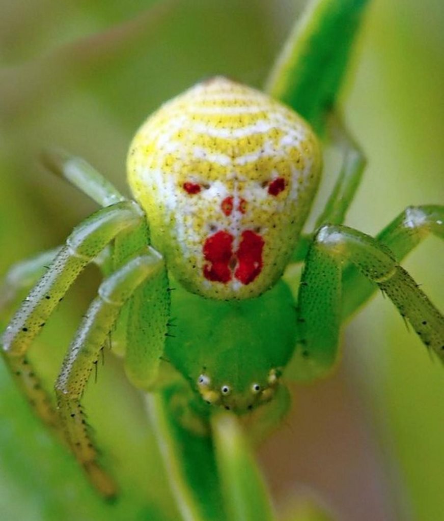 Жук бокоход