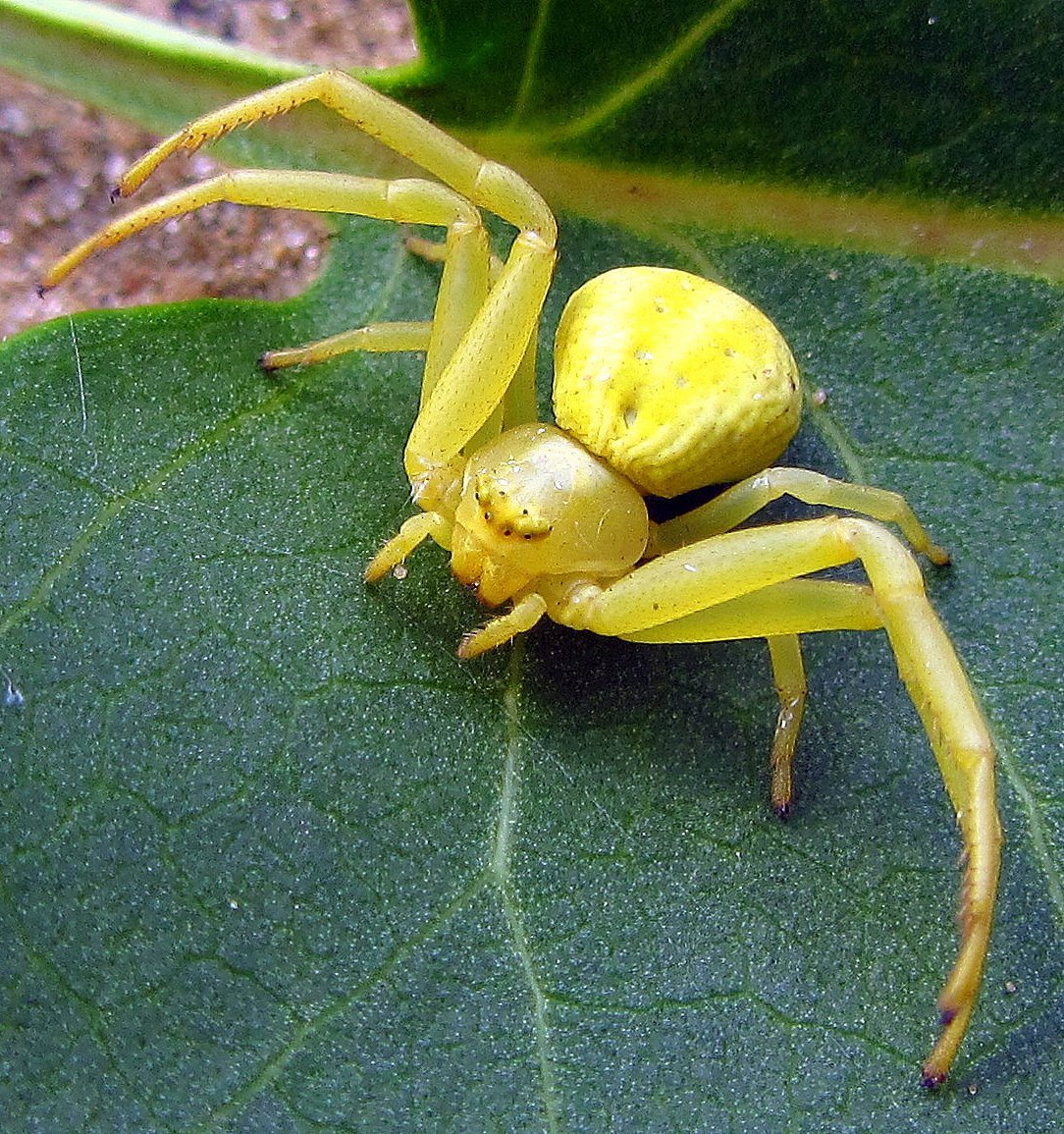 Паук бокоход Мизумена косолапая