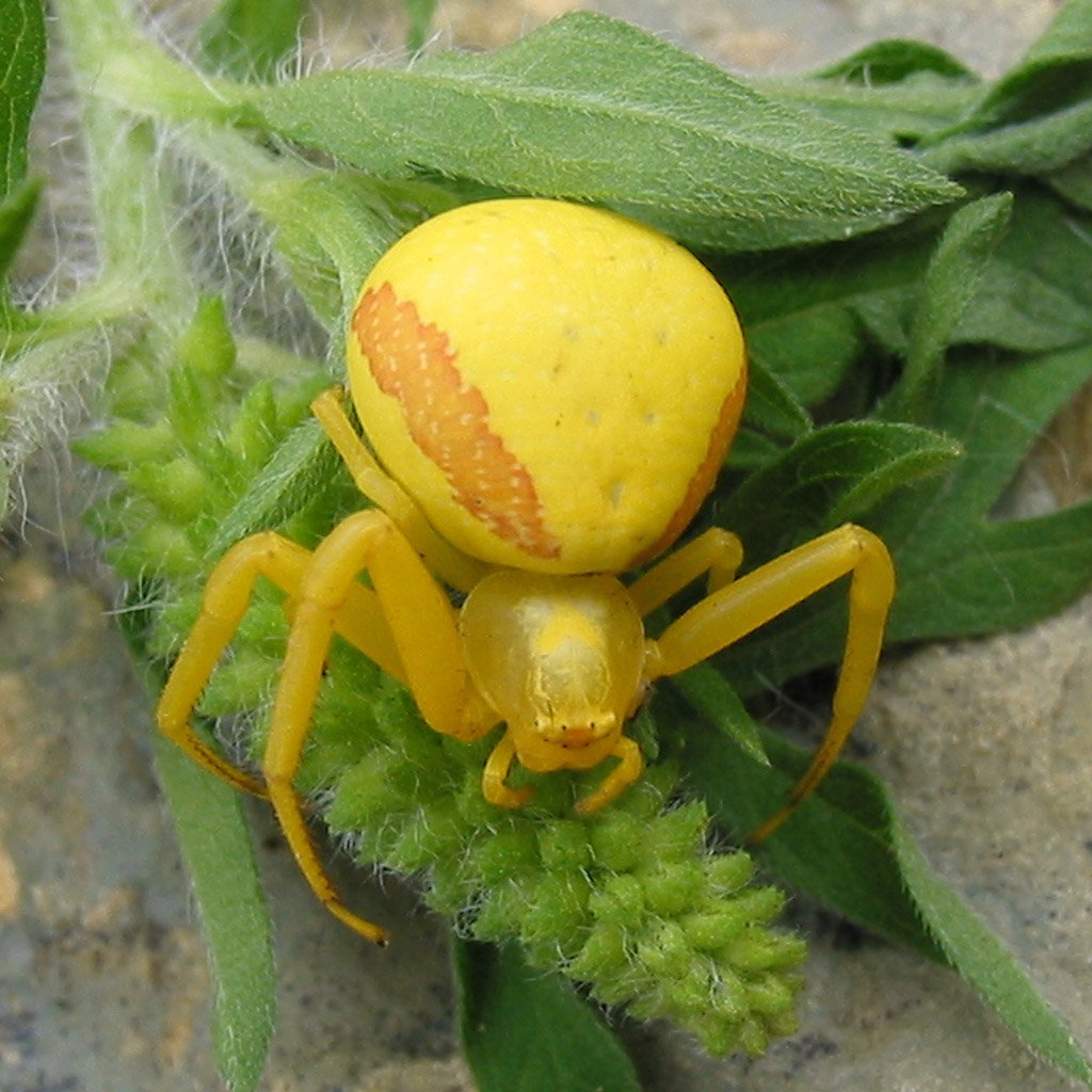 Паук бокоход Мизумена