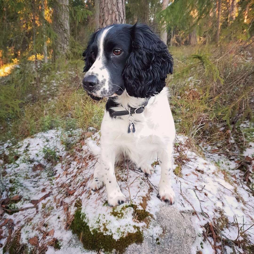 Кокер спаниель русский охотничий