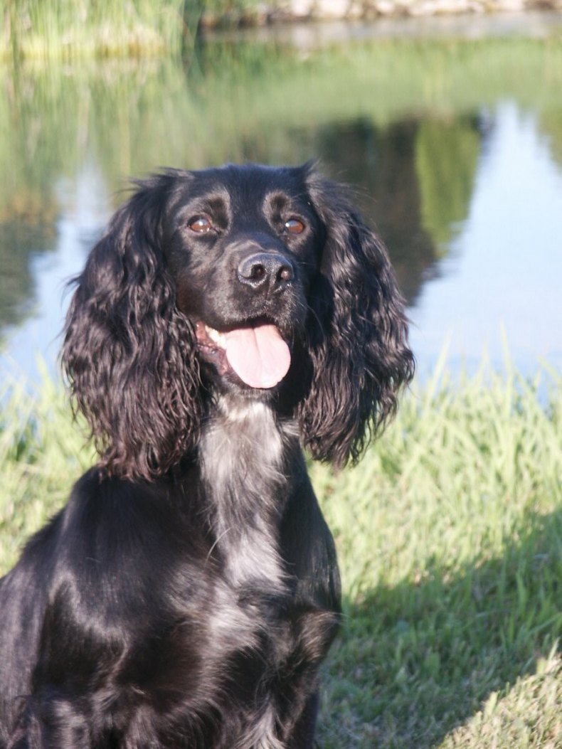 Кокер спаниель охотничий