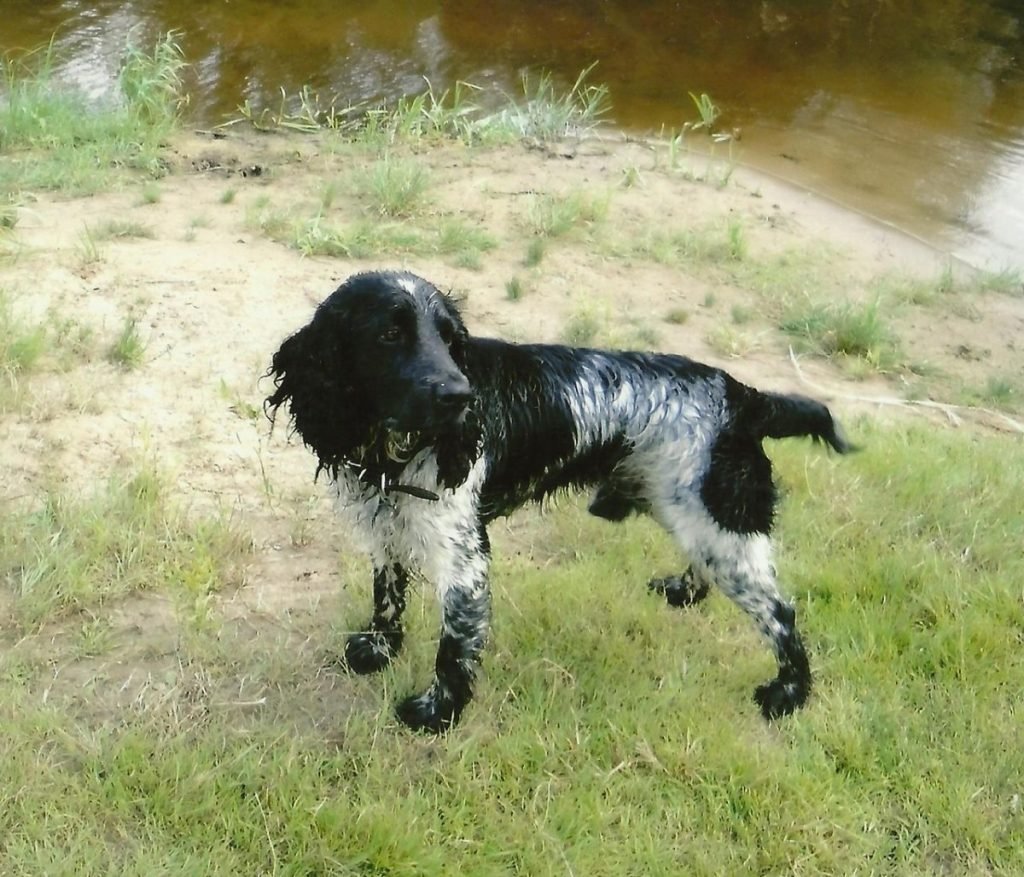 Русский охотничий спаниель чёрный лающий