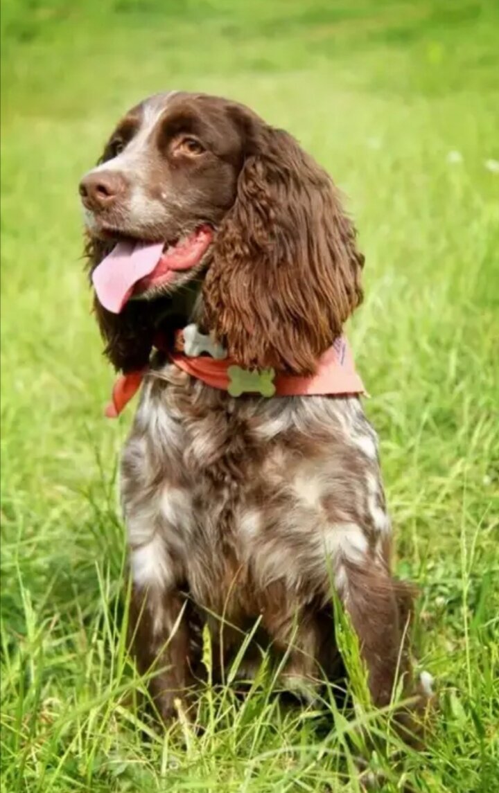 Кокер спаниель охотничий