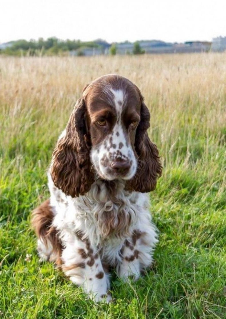 Кокер спаниель спрингер