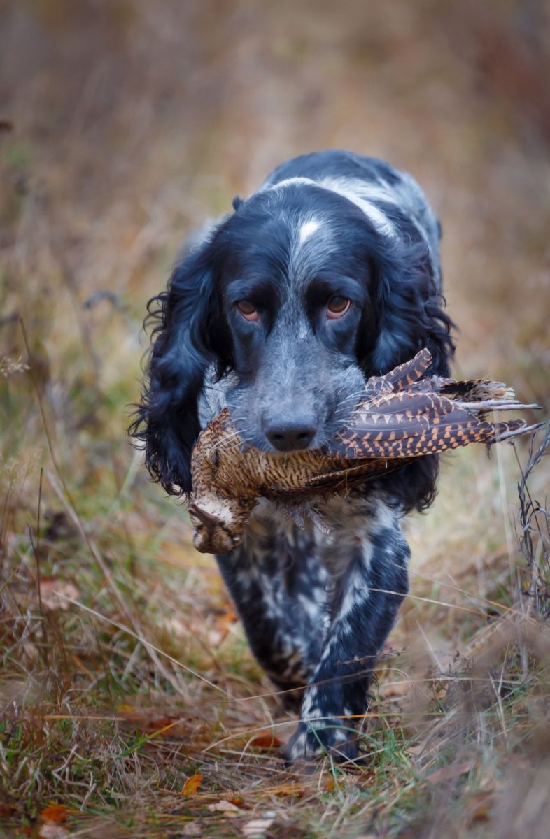 Русский охотничий спаниель