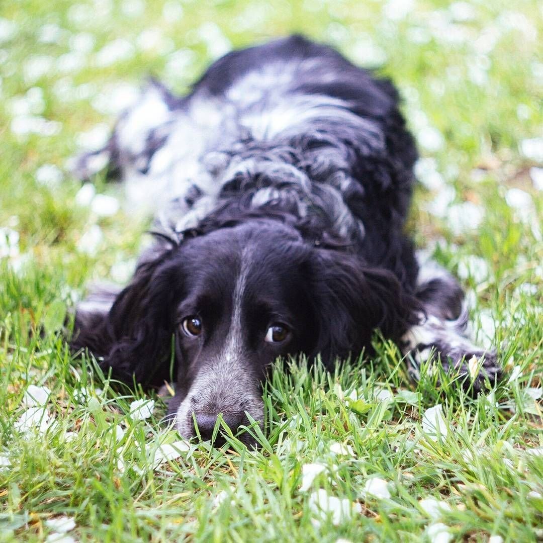 Русский охотничий спаниель