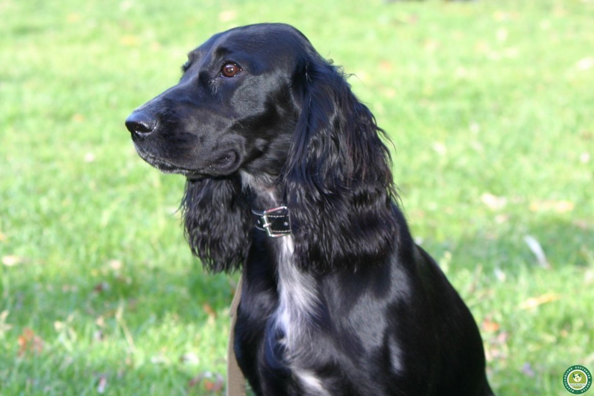 Кокер спаниель гладкошерстный