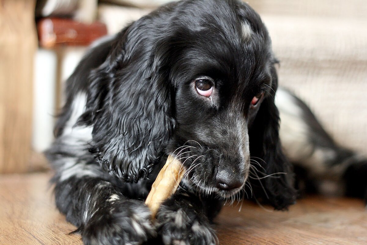 Кокер спаниель охотничий