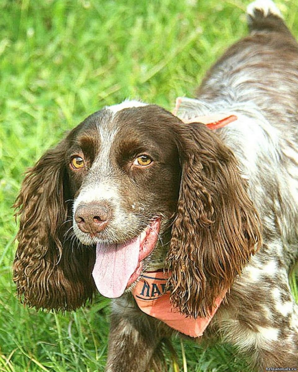 Русский охотничий спаниель