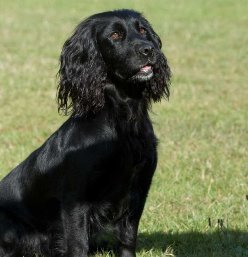 Кокер спаниель охотничий