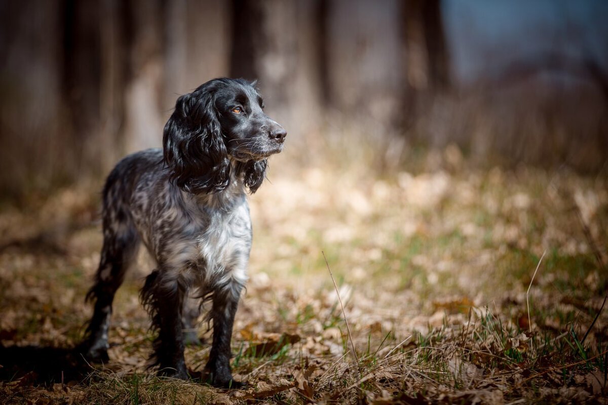 Русский охотничий спаниель черный