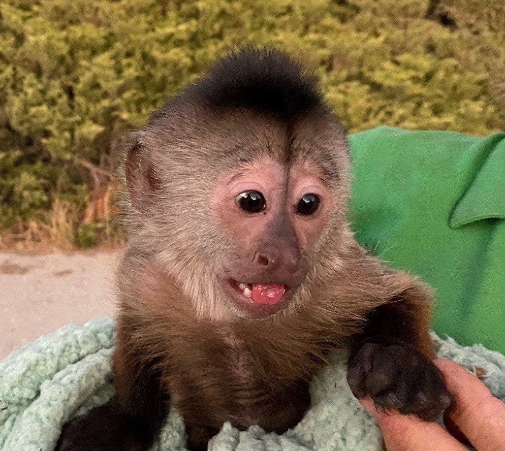 Капуцины (род обезьян)