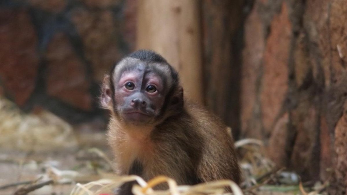 Ленинградский зоопарк спасение обезьяны