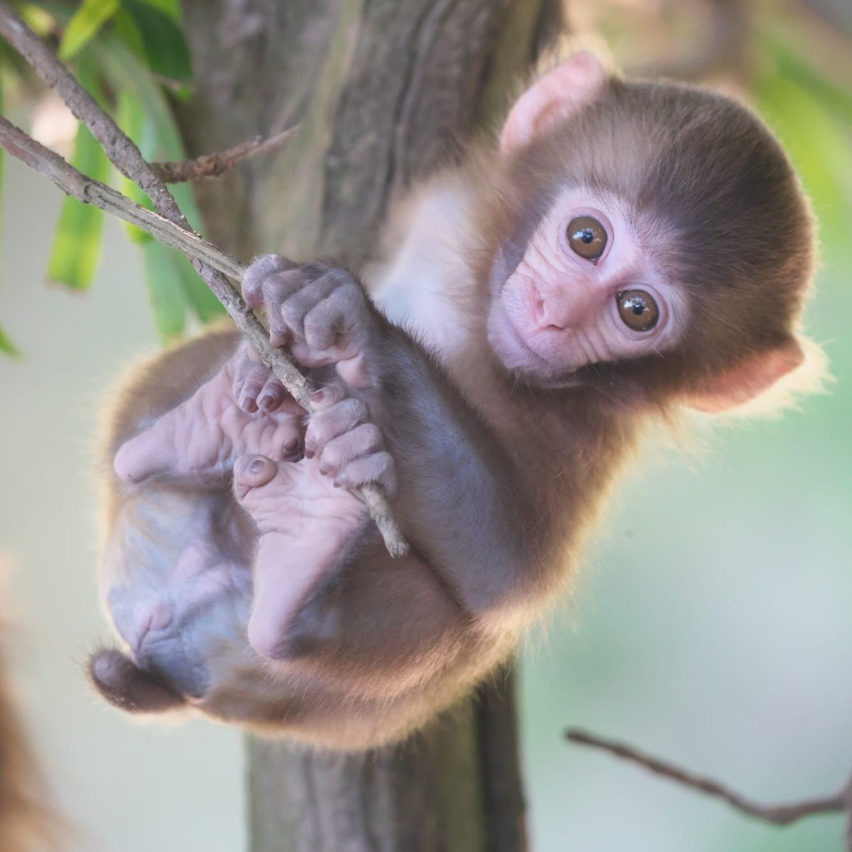 Немейский тонкотел
