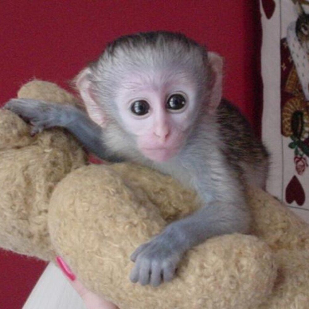 Авито обезьяна живая. Маленькая обезьяна капуцин. Капуцин обезьяна домашняя. Карликовый капуцин. Маленькая обезьянка Живая.