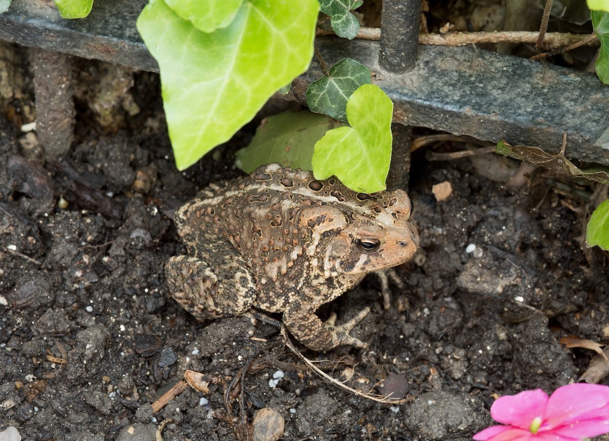 Жаба в огороде - 58 фото