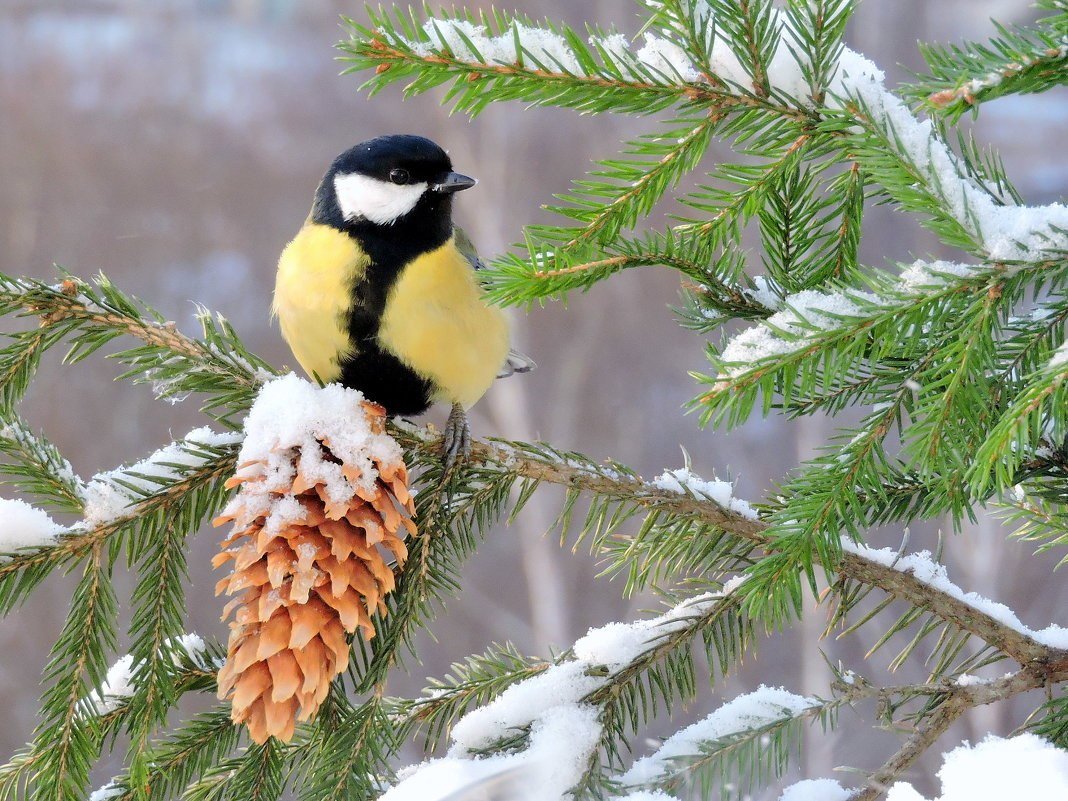 Зимняя птичка синичка