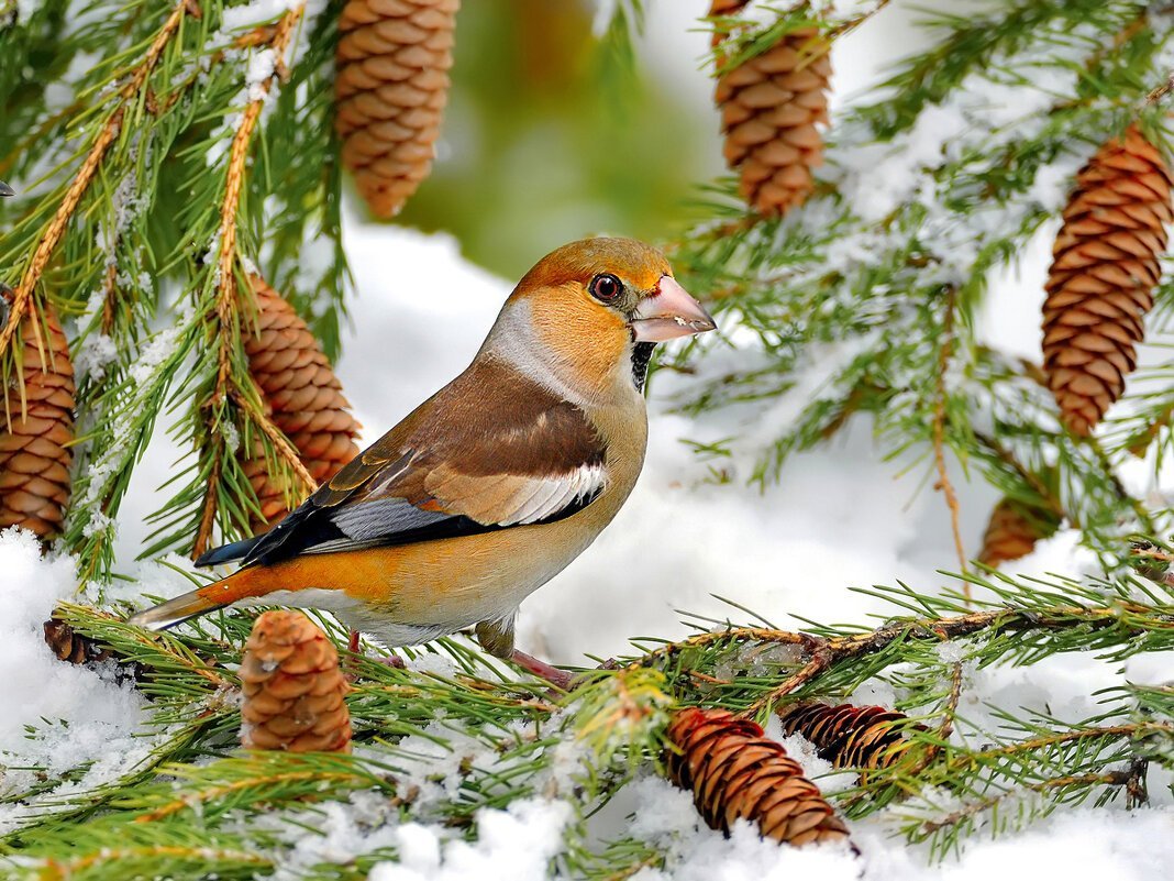 Птицы леса Дубонос