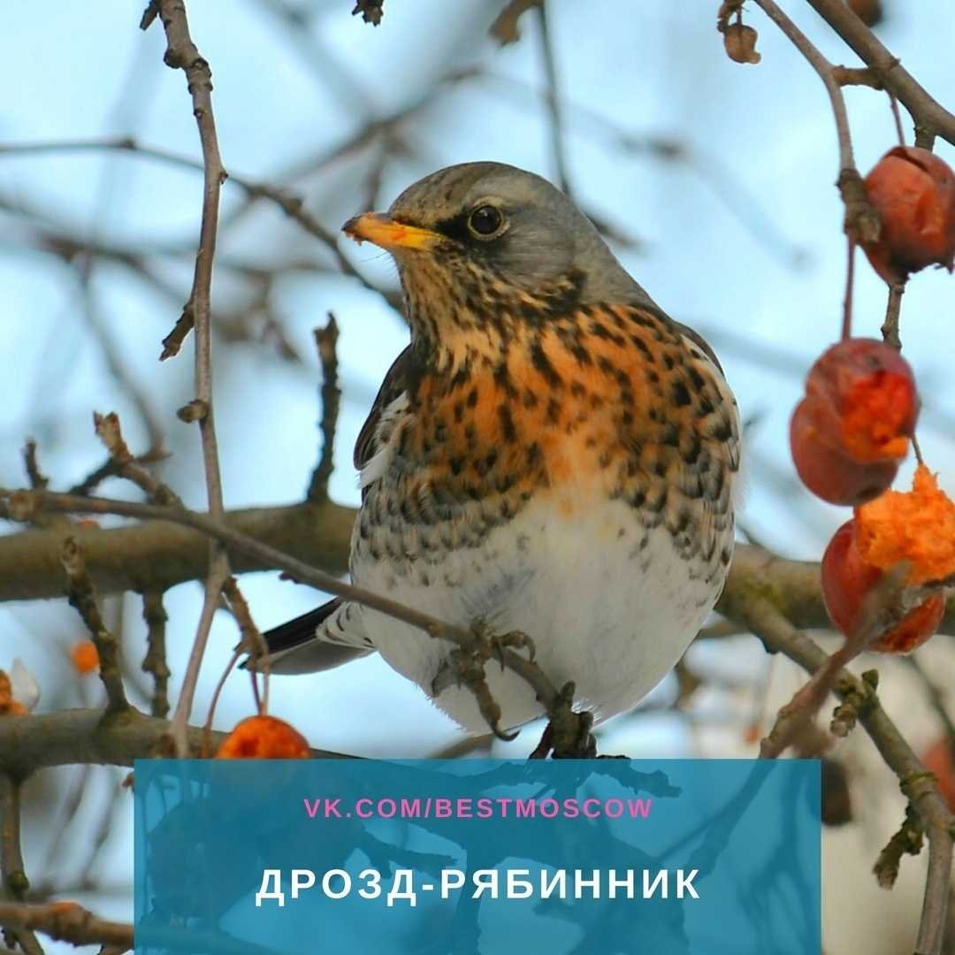 Зимующие птицы Москвы