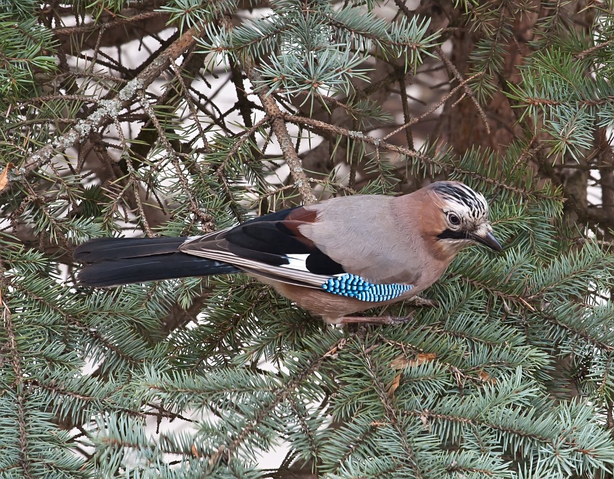 Сойка и Дрозд