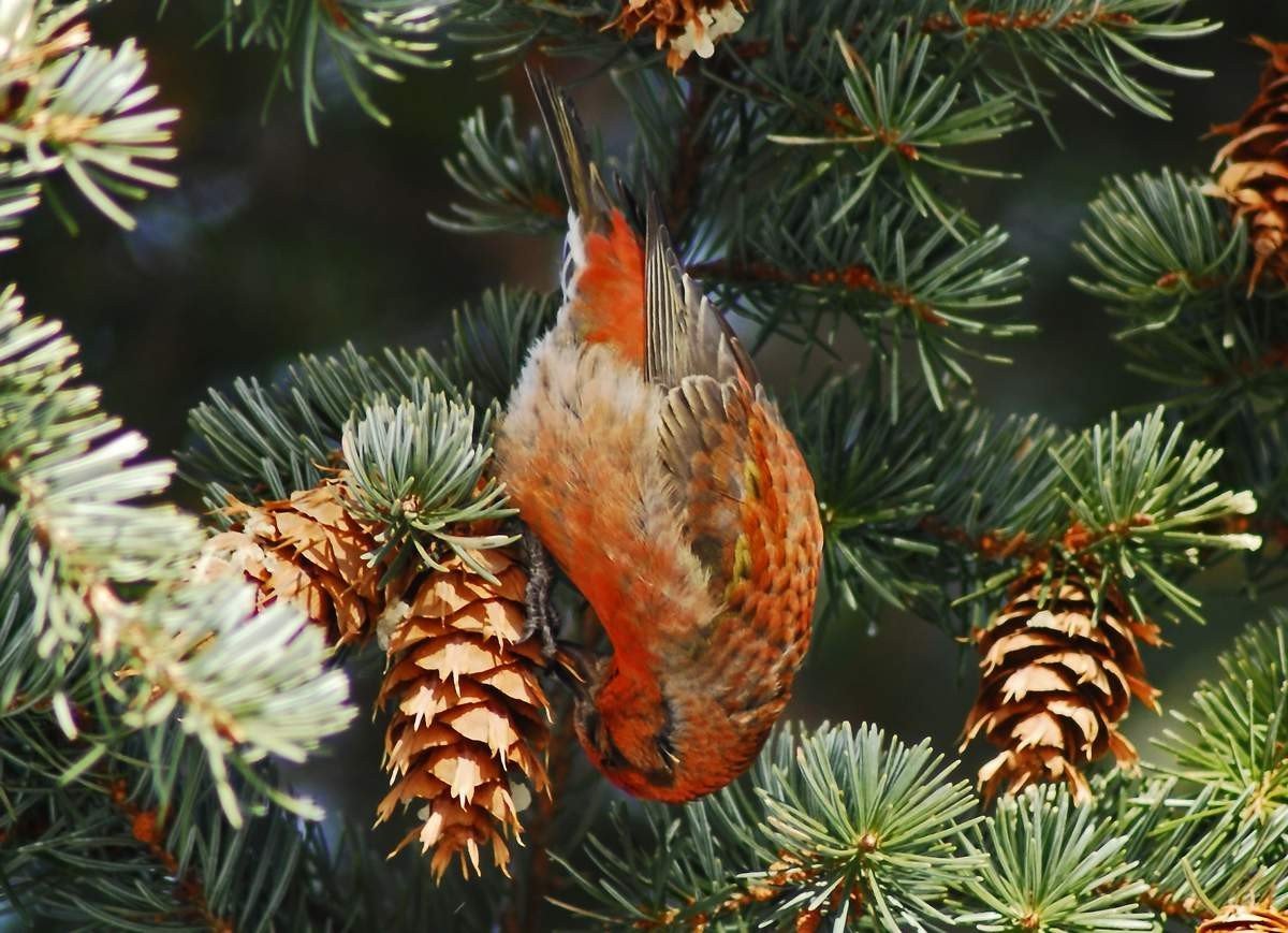 Еловый Клест птица