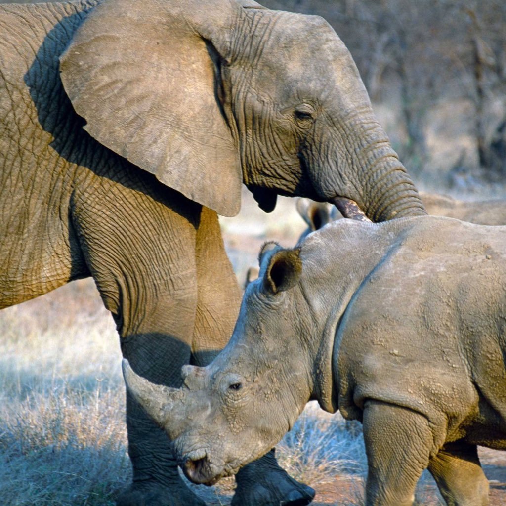 Гибрид слона и носорога