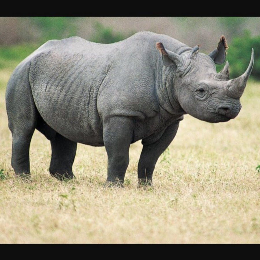 Широконосый носорог