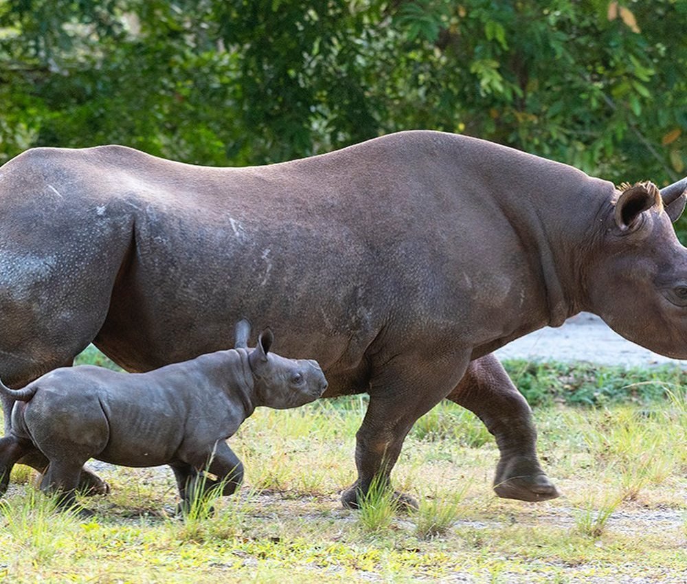 Носорожек Рэй