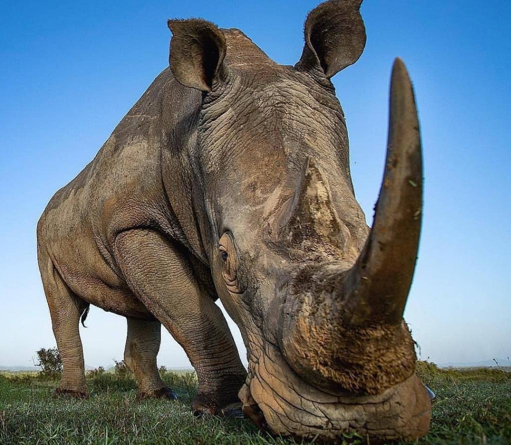 Носорог большой