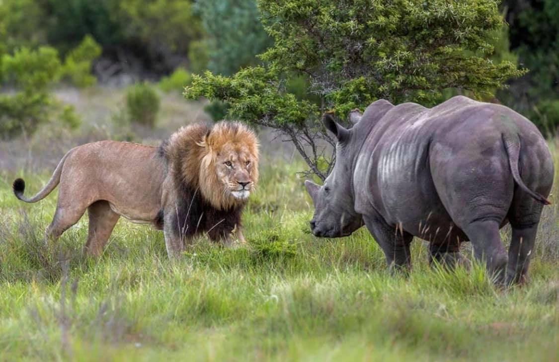 Африканский буйвол против носорога