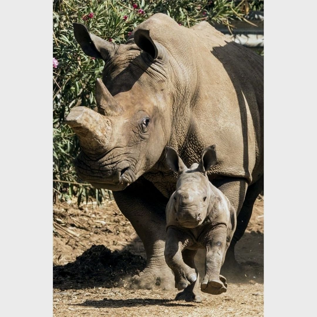 Носорог и Бегемот