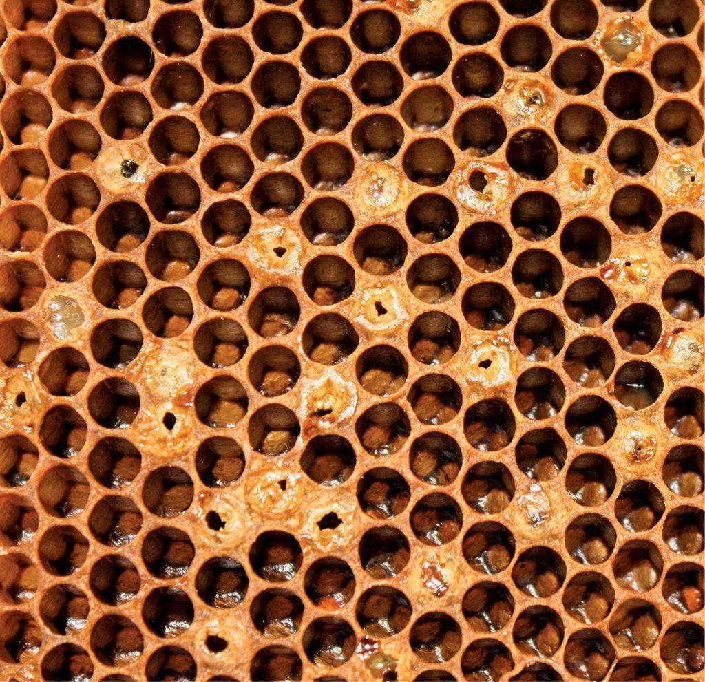 Болезни пчел гнилец