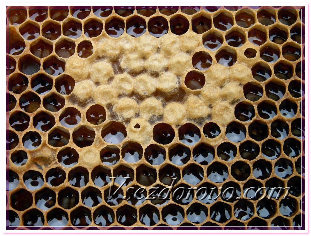 Открытый расплод