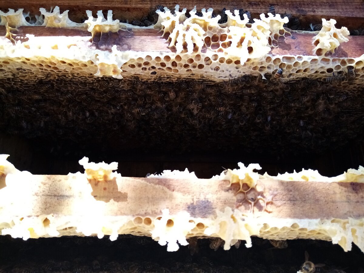 Расплод пчел по дням