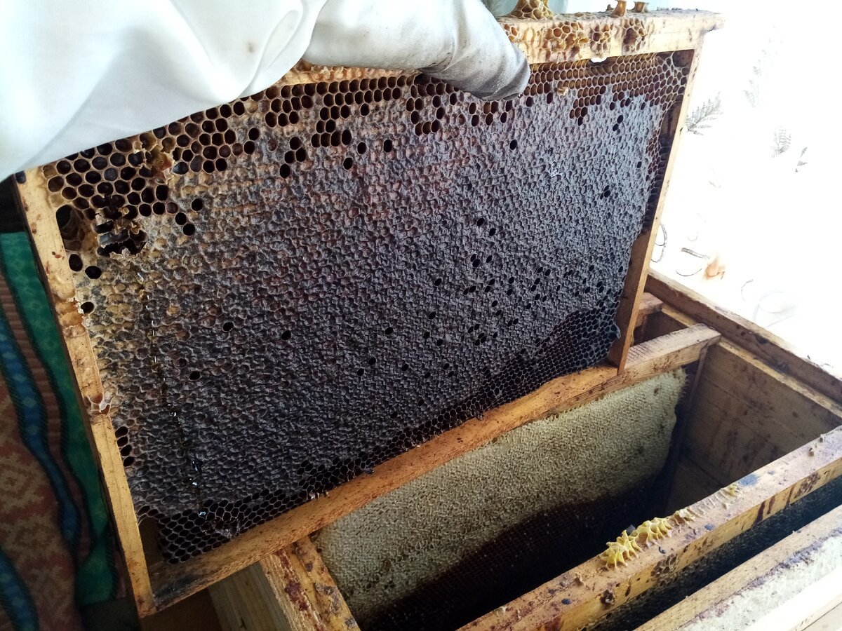 Трутневый засев