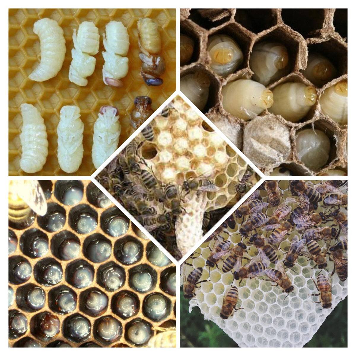 Яйца пчел расплод матка