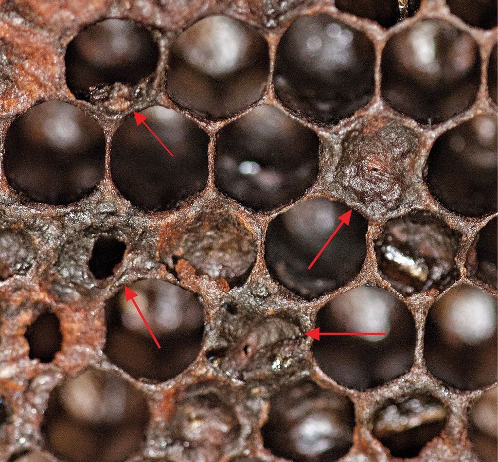 Американский гнилец