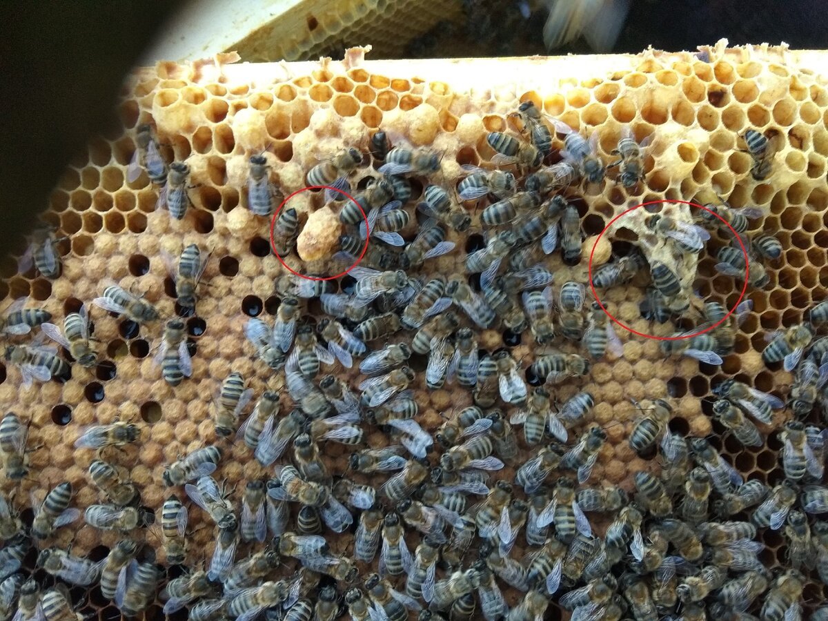 Как отличить матку. Маточник пчелы. Пчелиная матка маточник. Мешотчатый расплод пчел. Пчелиное маточники у пчел.